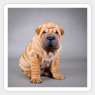 Shar pei puppy Magnet